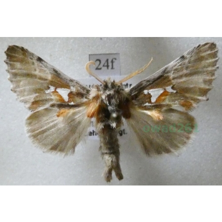 Spatalia argentina (Denis & Schiffermüller, 1775) male Naramiennica srebrnica Czech24f